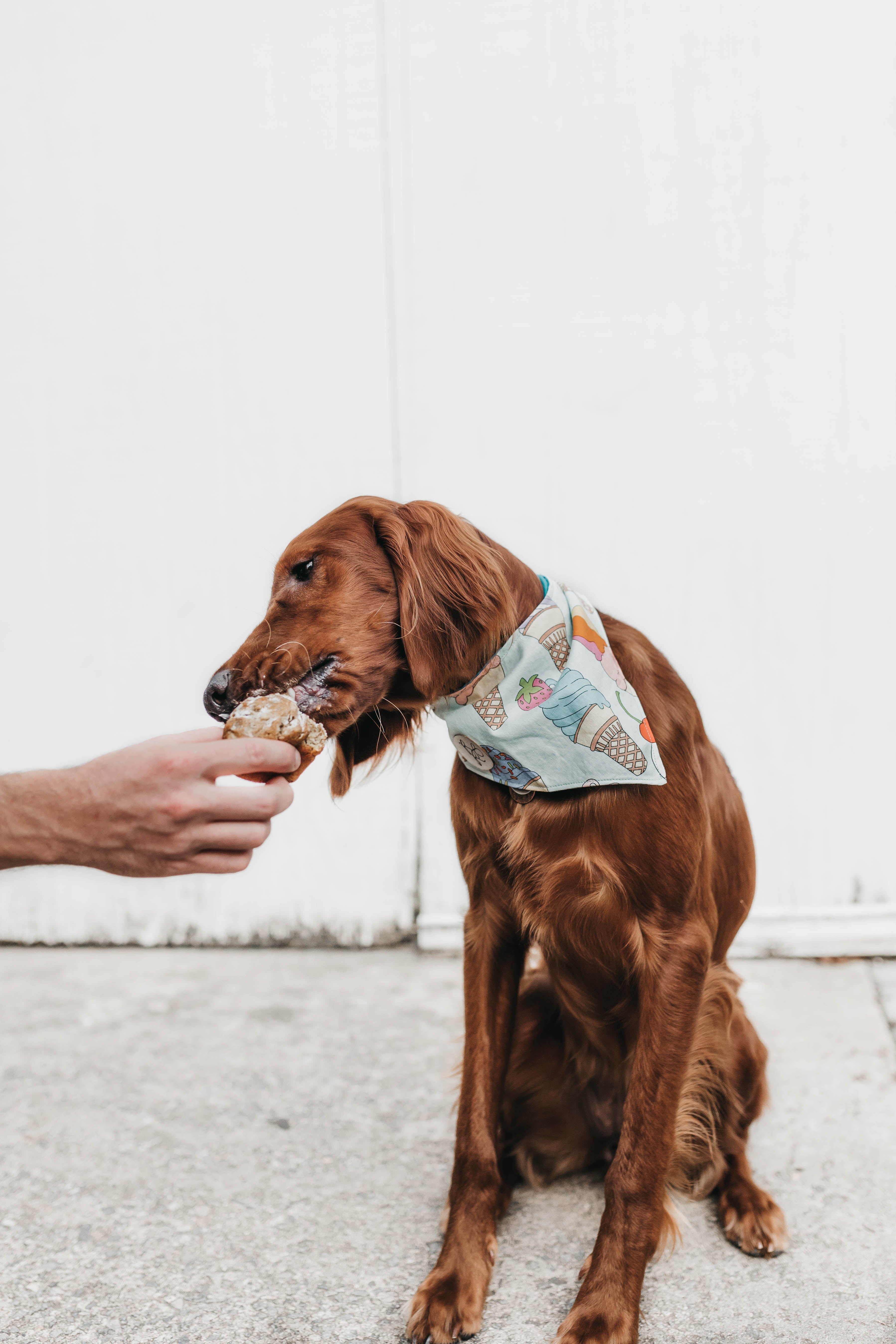 PET BANDANAS