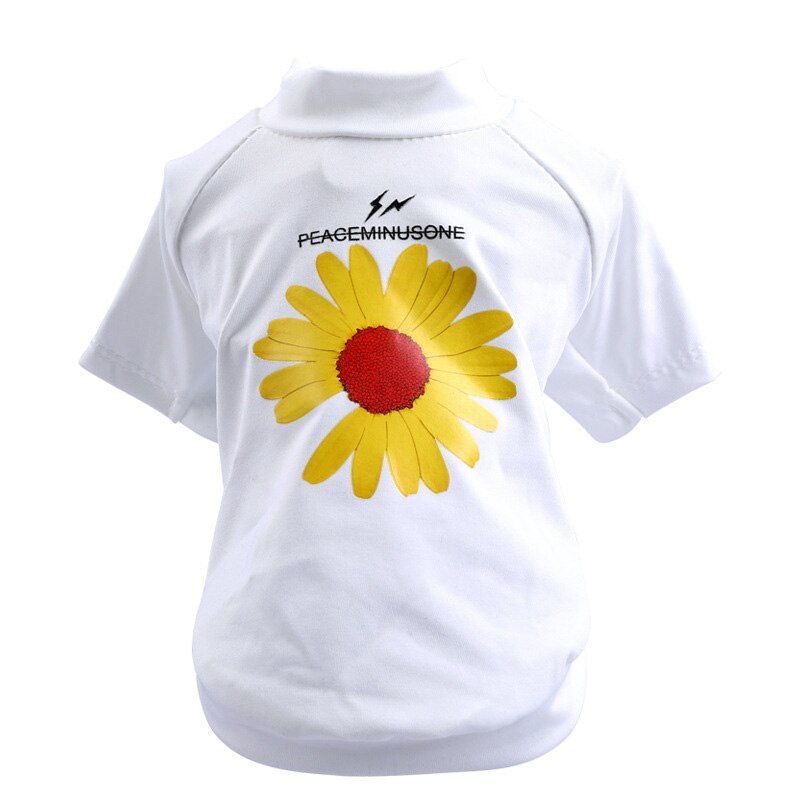 White Yellow Daisy